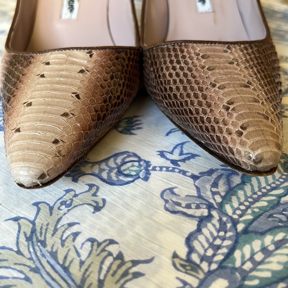 Python Manolos - Picture 10 of 11